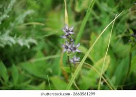 Attēlu rezultāti vaicājumam “Swertia perennis leaf”