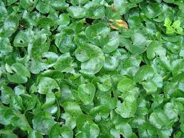 Attēlu rezultāti vaicājumam “Asarum europaeum leaf”