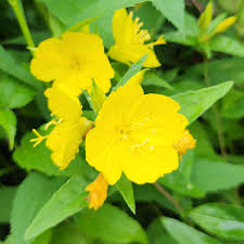 Attēlu rezultāti vaicājumam “Onagraceae”