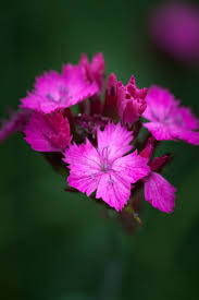 Image result for Dianthus carthusianorum