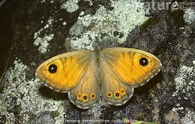 Attēlu rezultāti vaicājumam “Lasiommata maera”