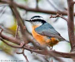 Image result for Sitta canadensis