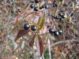 Attēlu rezultāti vaicājumam “Ligustrum vulgare”