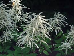 Image result for Aruncus dioicus