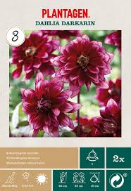 Image result for Dahlia Darkarin`