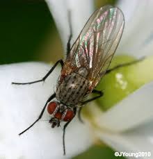 Attēlu rezultāti vaicājumam “Musca domestica”