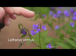 Attēlu rezultāti vaicājumam “Lathyrus vernus flower”