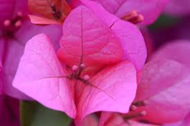 Image result for bougainvillea