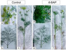 Attēlu rezultāti vaicājumam “Anethum graveolens leaf”