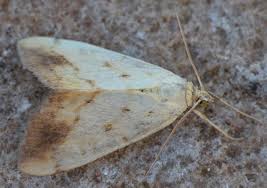 Attēlu rezultāti vaicājumam “Evergestis extimalis”