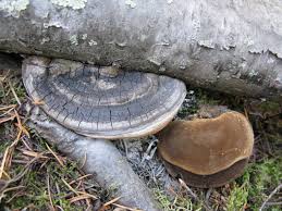 Attēlu rezultāti vaicājumam “Phellinus”