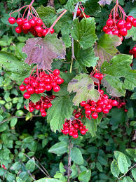 Attēlu rezultāti vaicājumam “Oxycoccus microcarpus leaf”