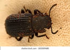 Attēlu rezultāti vaicājumam “Bolitophagus reticulatus larva”