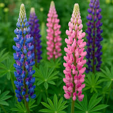 Attēlu rezultāti vaicājumam “Lupinus polyphyllus”