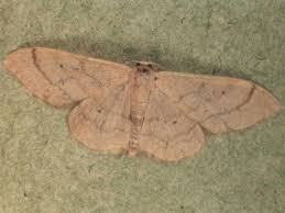 Attēlu rezultāti vaicājumam “Idaea straminata”