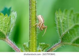 Attēlu rezultāti vaicājumam “Xysticus ulmi adult”