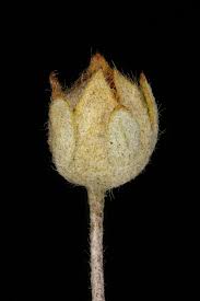 Attēlu rezultāti vaicājumam “Potentilla argentea bud”