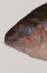 Image result for Seriola rivoliana