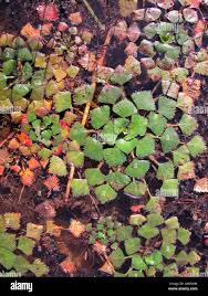 Attēlu rezultāti vaicājumam “Trapa natans leaf”