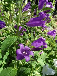 Attēlu rezultāti vaicājumam “Campanula latifolia”