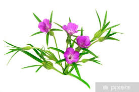 Image result for Kornrade