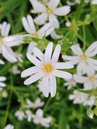 Attēlu rezultāti vaicājumam “Stellaria palustris”