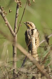 Attēlu rezultāti vaicājumam “Jynx torquilla adult”