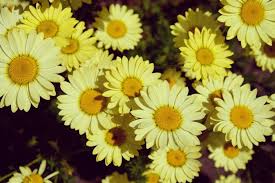 Image result for Färberkamille