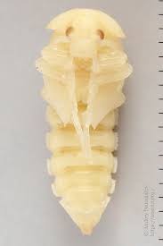 Attēlu rezultāti vaicājumam “Prionychus ater”