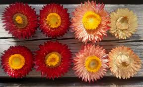 Image result for Strohblume