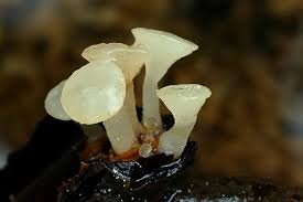 Attēlu rezultāti vaicājumam “Cudoniella clavus”