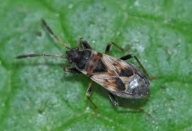 Attēlu rezultāti vaicājumam “Scolopostethus thomsoni”