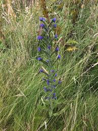 Attēlu rezultāti vaicājumam “Echium vulgare bud”