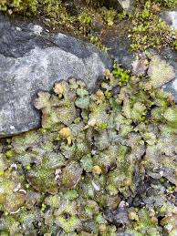 Attēlu rezultāti vaicājumam “Conocephalum salebrosum sporophyte”