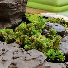 Attēlu rezultāti vaicājumam “Sedum hispanicum fruit”