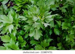 Attēlu rezultāti vaicājumam “Levisticum officinale leaf”