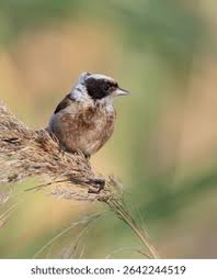 Attēlu rezultāti vaicājumam “Remiz pendulinus”