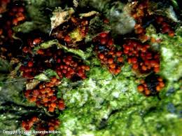 Attēlu rezultāti vaicājumam “Neonectria coccinea”