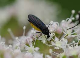 Attēlu rezultāti vaicājumam “Griselda ustomaculana”