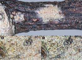 Attēlu rezultāti vaicājumam “Lecanora albella”