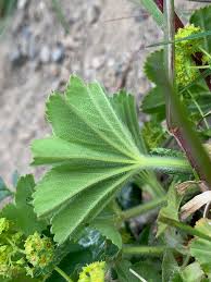 Attēlu rezultāti vaicājumam “Alchemilla vulgaris aggr. bud”