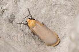 Attēlu rezultāti vaicājumam “Eilema depressa”