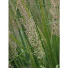 Attēlu rezultāti vaicājumam “Calamagrostis arundinacea”
