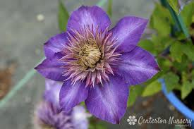 Image result for clematis multi blue