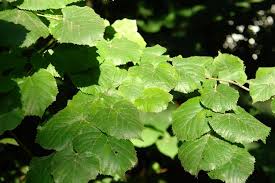 Attēlu rezultāti vaicājumam “Tilia tomentosa leaf”