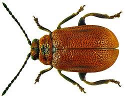 Attēlu rezultāti vaicājumam “Lochmaea caprea”