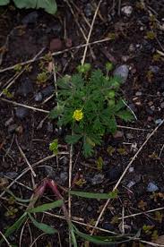 Attēlu rezultāti vaicājumam “Potentilla argentea fruit”