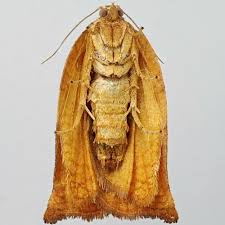 Attēlu rezultāti vaicājumam “Archips podana female”