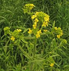 Attēlu rezultāti vaicājumam “Sisymbrium loeselii flower”