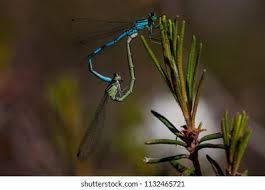 Attēlu rezultāti vaicājumam “Dasytes caeruleus imago”